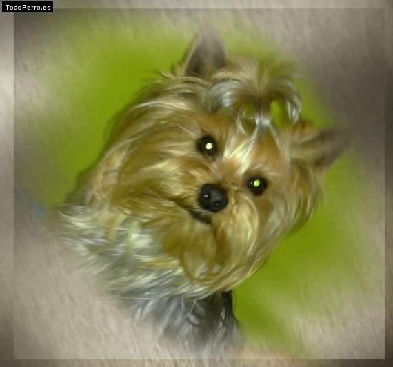 La foto del perro