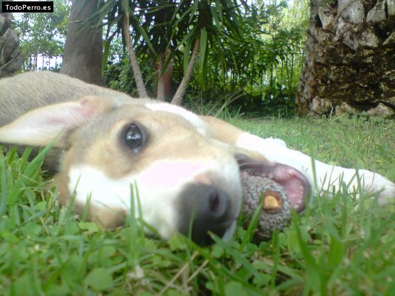 La foto del perro