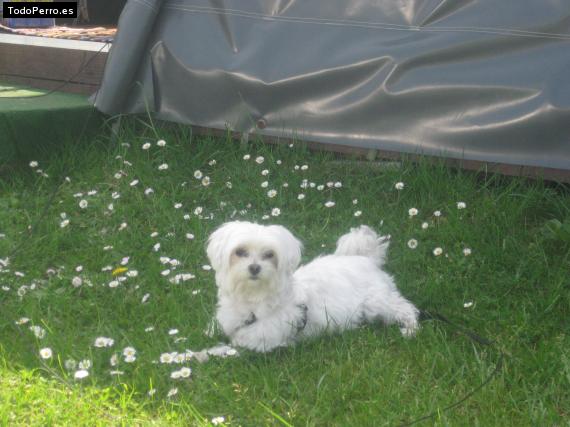 La foto del perro