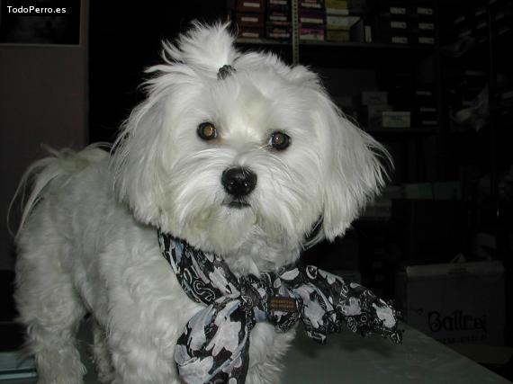 La foto del perro