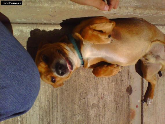 La foto del perro