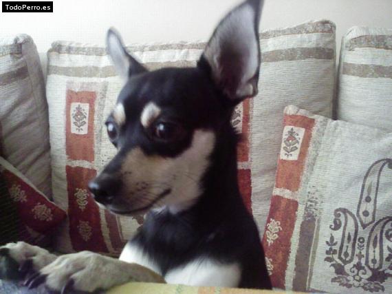La foto del perro