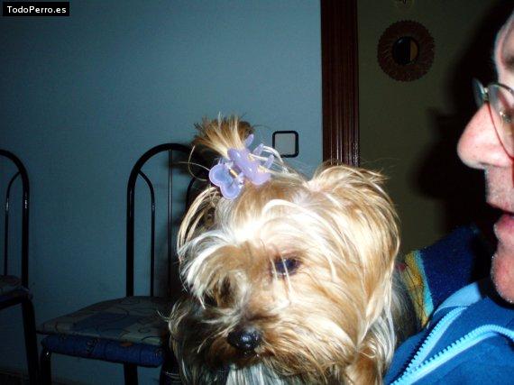 La foto del perro