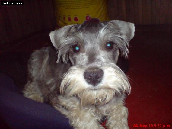 La foto del perro