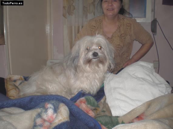 La foto del perro
