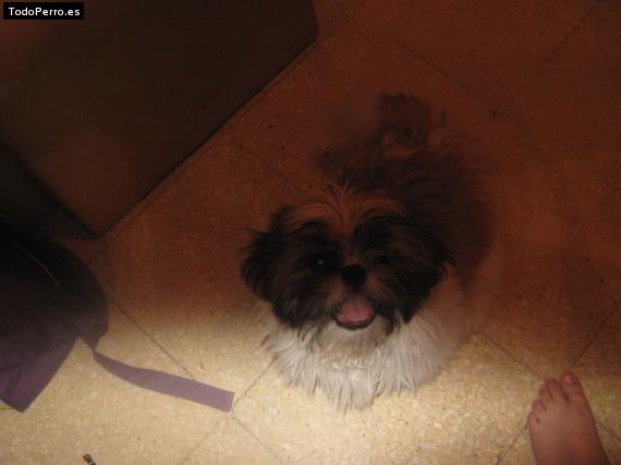 La foto del perro