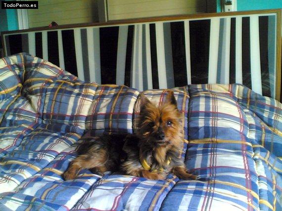 La foto del perro