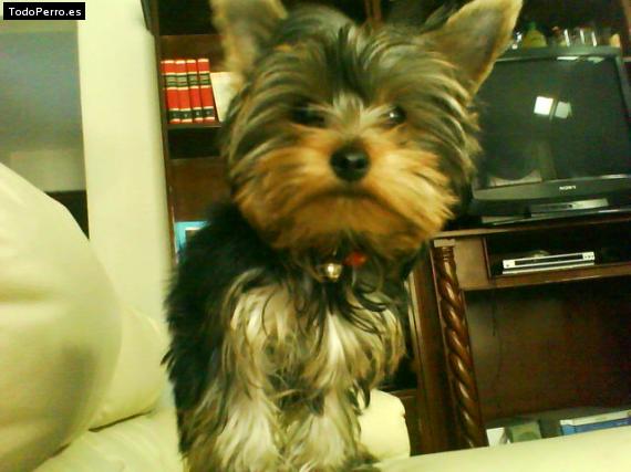 La foto del perro