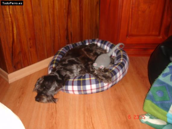 La foto del perro