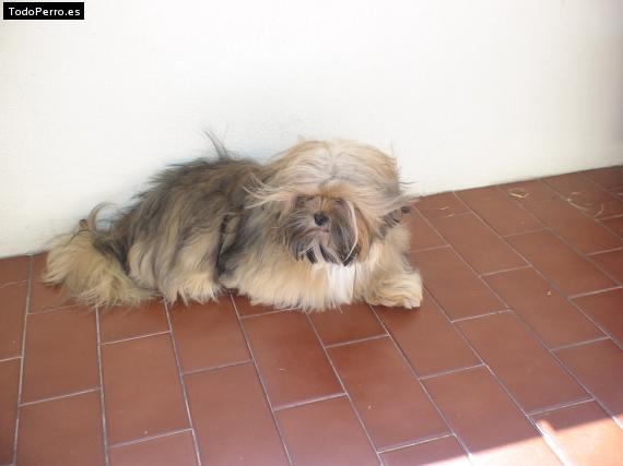 La foto del perro
