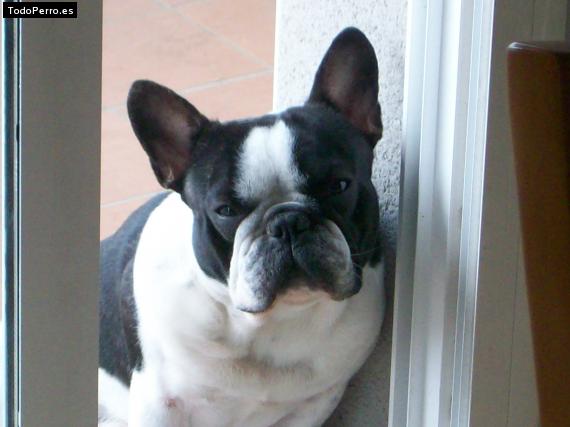 La foto del perro