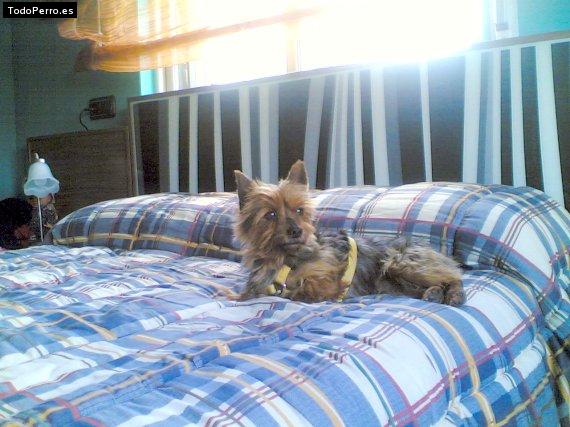 La foto del perro