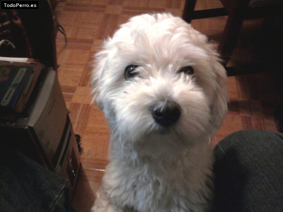 La foto del perro