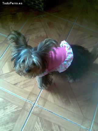 La foto del perro