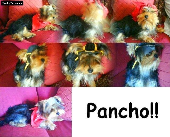 La foto del perro