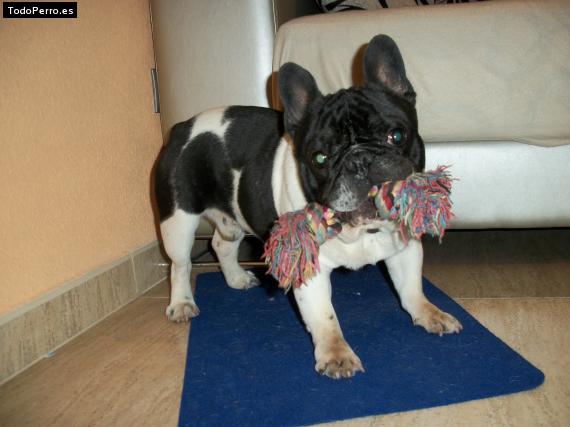 La foto del perro