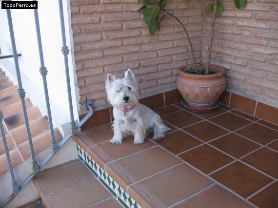 La foto del perro