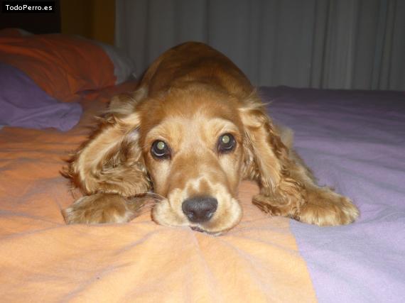 La foto del perro