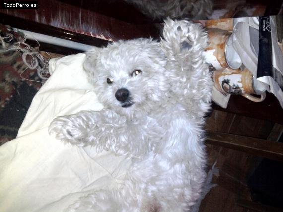 La foto del perro