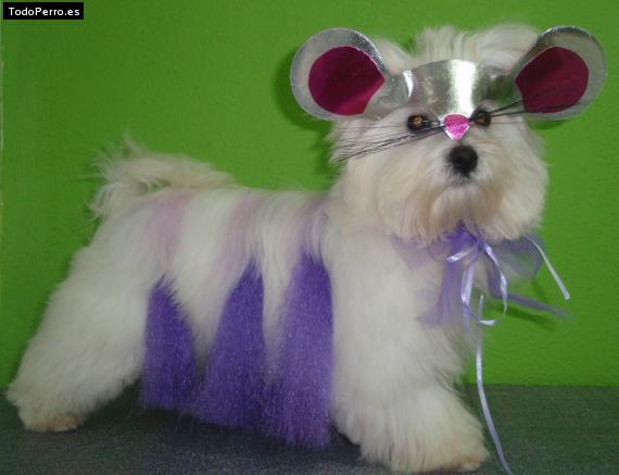 La foto del perro