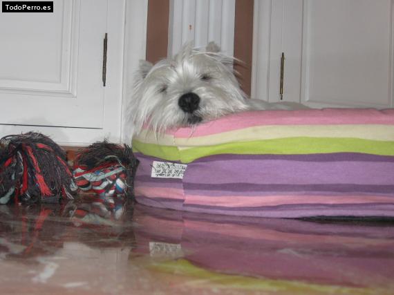La foto del perro