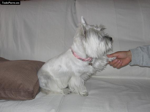 La foto del perro
