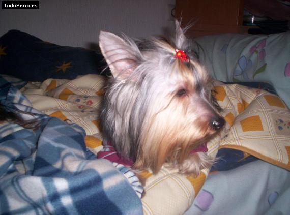 La foto del perro