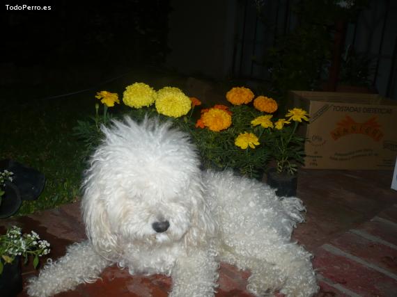La foto del perro
