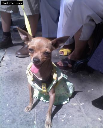 La foto del perro