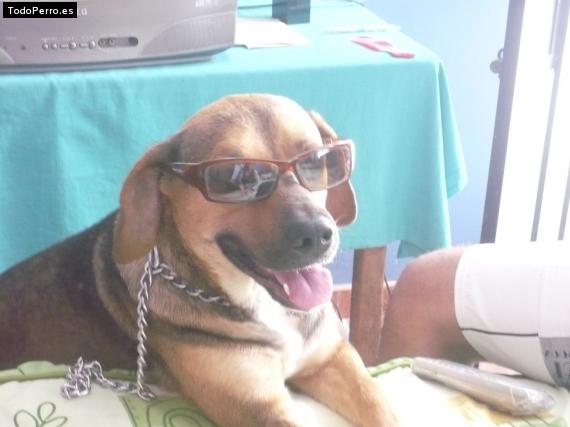 La foto del perro