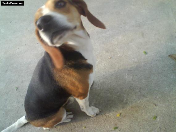 La foto del perro