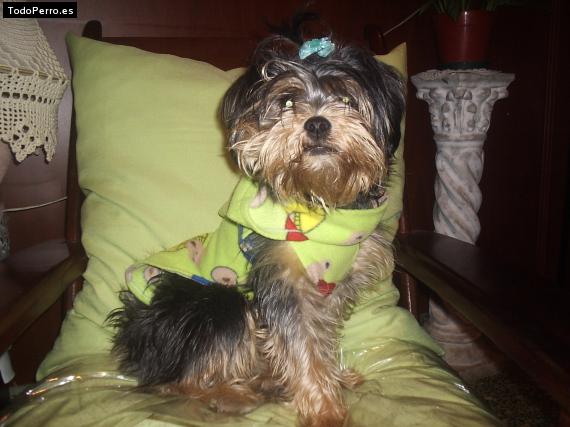 La foto del perro