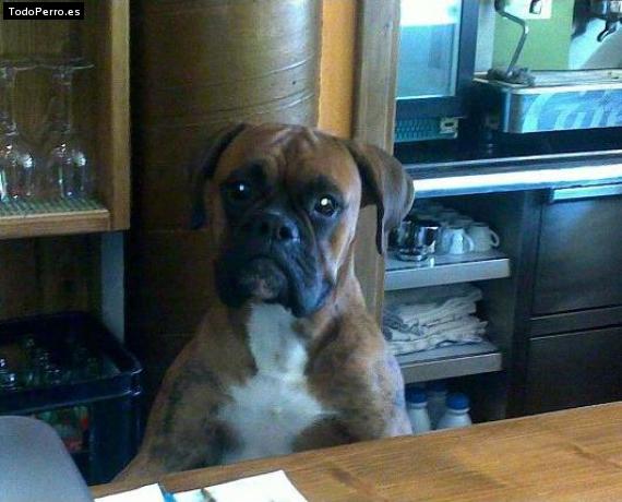 La foto del perro