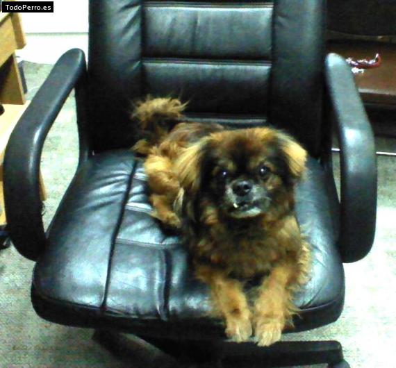 La foto del perro