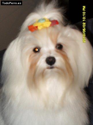 La foto del perro