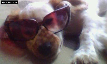La foto del perro