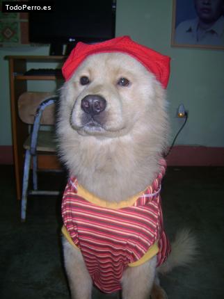 La foto del perro