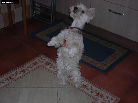 La foto del perro