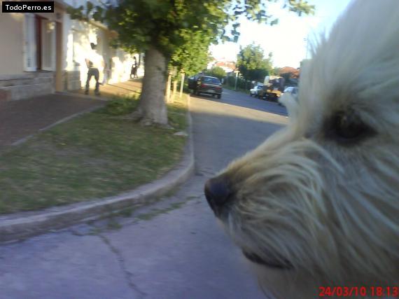 La foto del perro