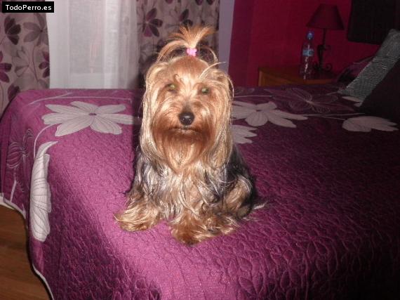 La foto del perro