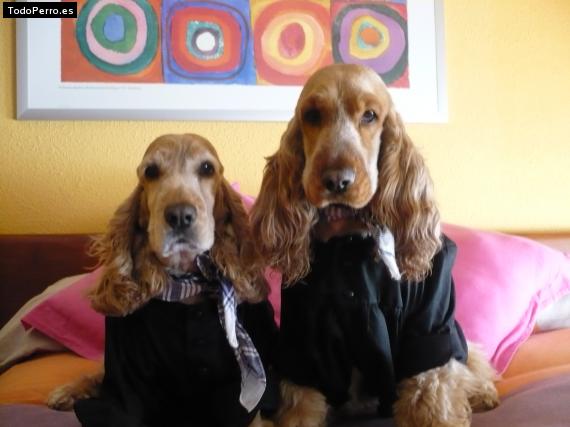 La foto del perro