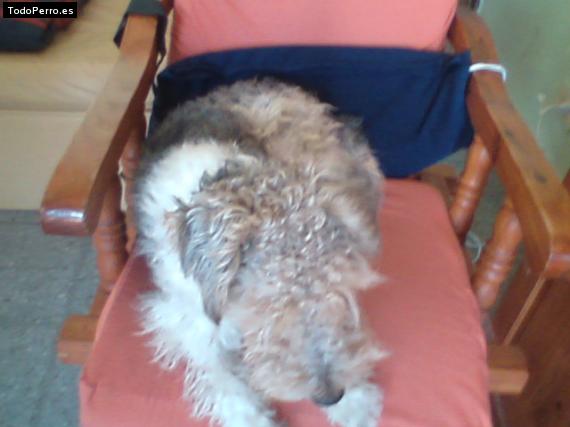 La foto del perro