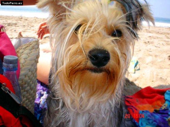 La foto del perro