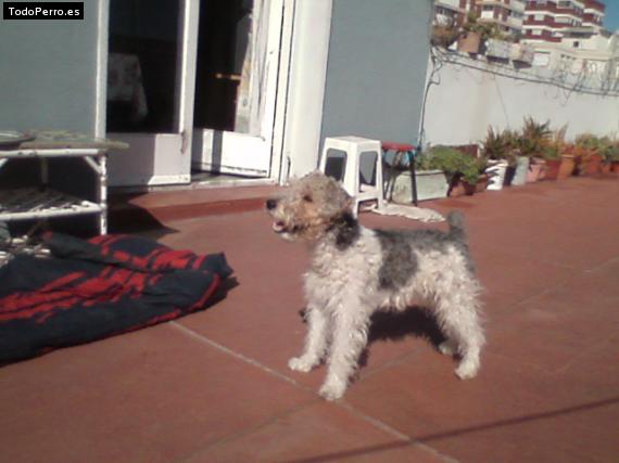 La foto del perro