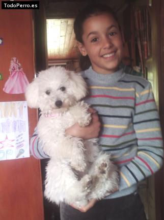 La foto del perro