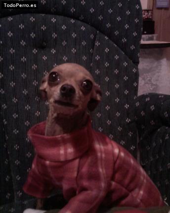 La foto del perro