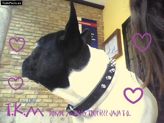 La foto del perro