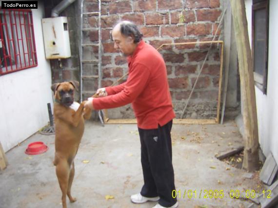 La foto del perro