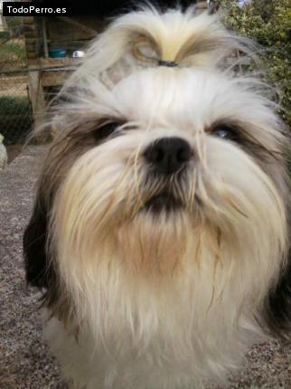 La foto del perro