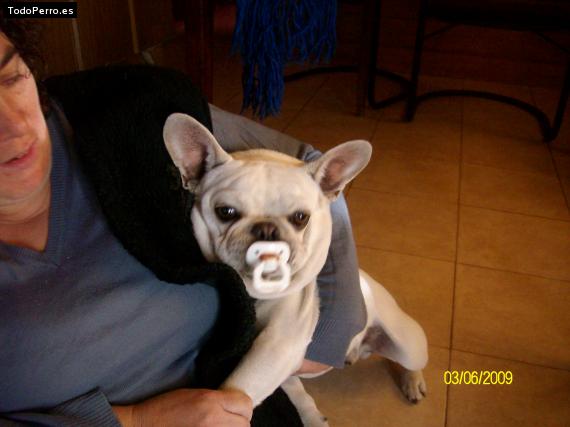 La foto del perro